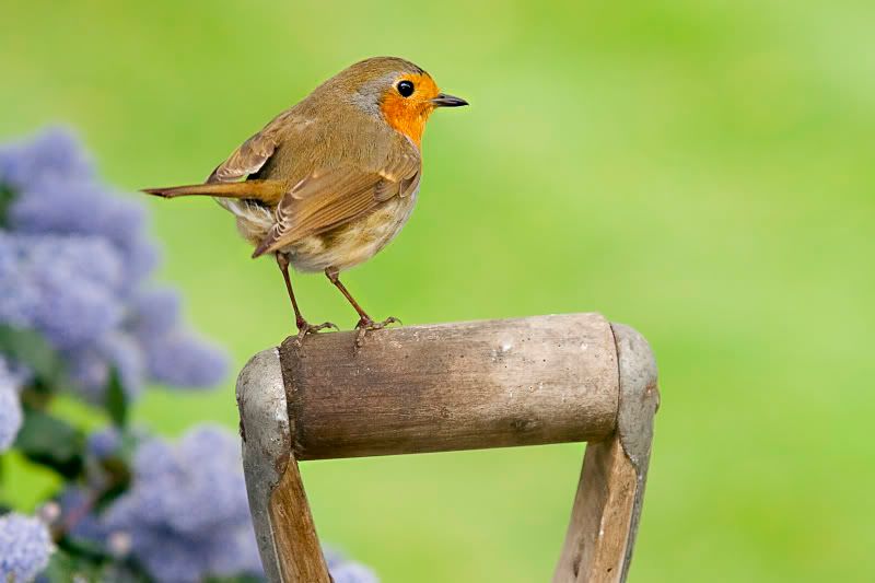 IMAGE: http://i43.photobucket.com/albums/e375/Exfangman/Birds/Littlehelper.jpg