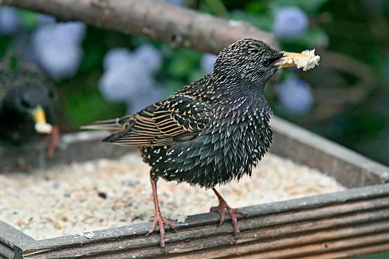 IMAGE: http://i43.photobucket.com/albums/e375/Exfangman/Birds/Parenthood.jpg