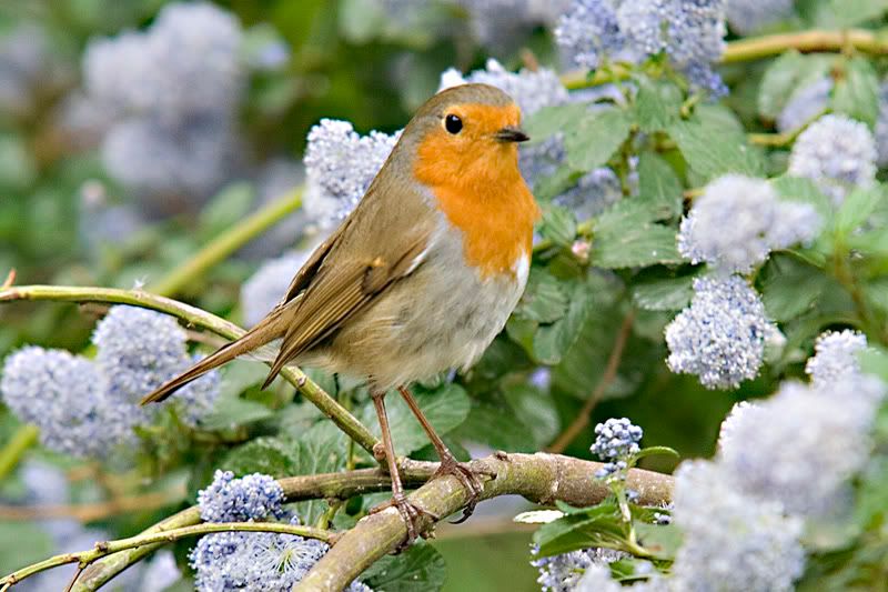 IMAGE: http://i43.photobucket.com/albums/e375/Exfangman/Birds/Rob5037.jpg