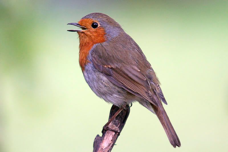 IMAGE: http://i43.photobucket.com/albums/e375/Exfangman/Birds/Robsing2.jpg