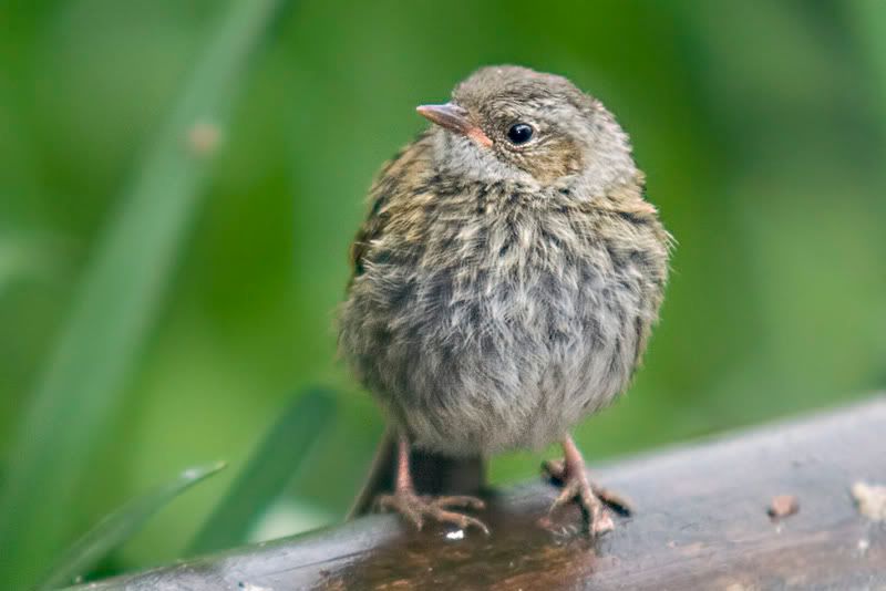 IMAGE: http://i43.photobucket.com/albums/e375/Exfangman/Birds/Wetdunnock.jpg