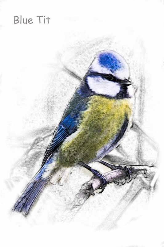 Bluetit-1.jpg