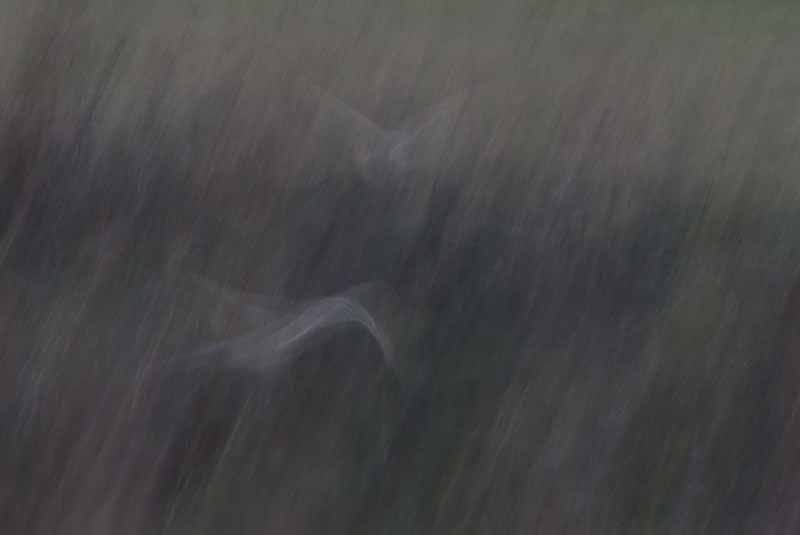 IMAGE: http://i43.photobucket.com/albums/e375/Exfangman/Fendusk-3.jpg