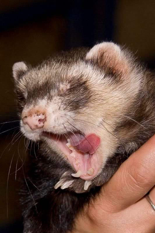 ferret animal teeth