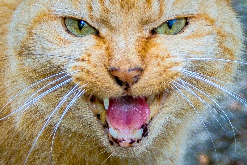 IMAGE: http://i43.photobucket.com/albums/e375/Exfangman/tiger-1.jpg