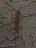 Gecko.jpg image by MMZJSFMMX10MM