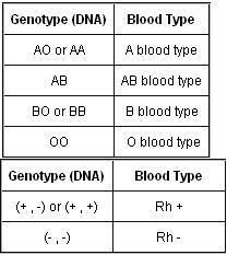 Blood Type Genotype Chart