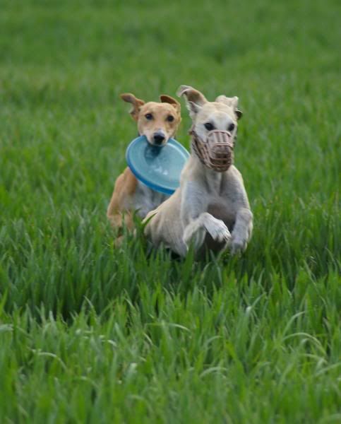 lurcher link muzzle shop