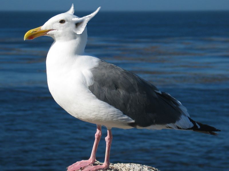 gull_zpsd5xpku1x.jpg