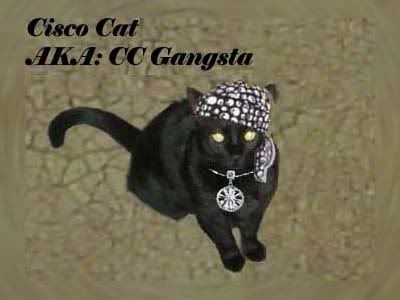 Adoption Lawrenceville on Cisco Daniel  Cisco Cat   Please Don T Furget Me   On Myspace