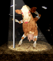dancing cow i sent to bull hun