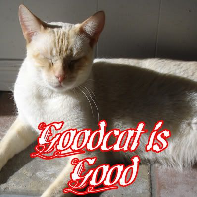 Goodcat.jpg