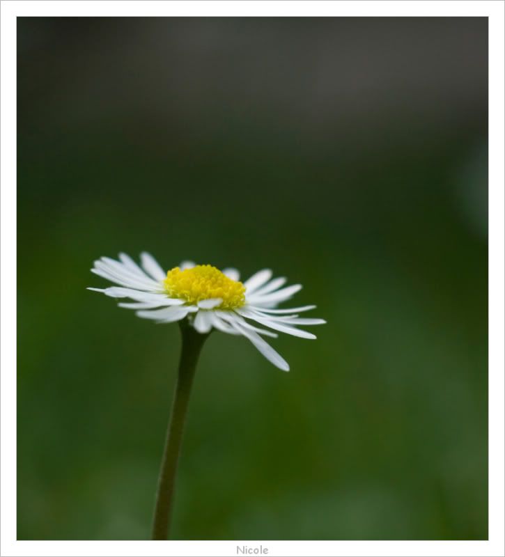 Fotografie