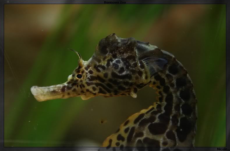 Fotografie