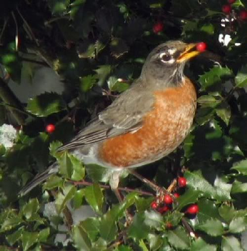 robin2.jpg American Robin image by capeanne