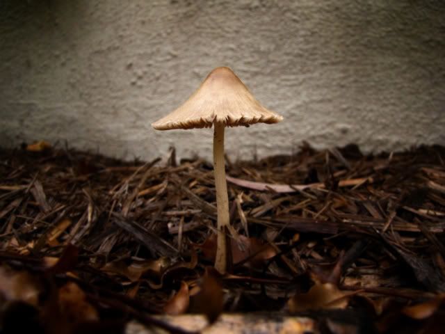 mushroomedit4-1.jpg