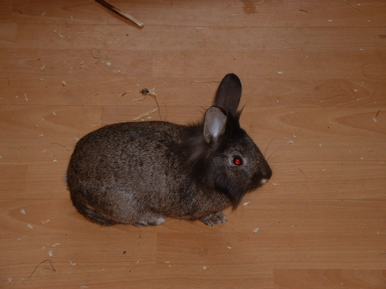Rabbits016.jpg