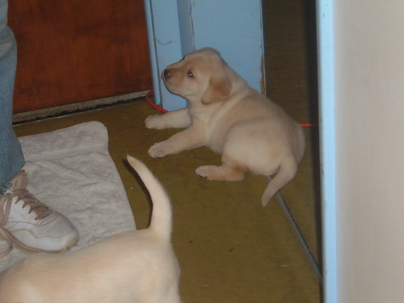 Puppies003.jpg