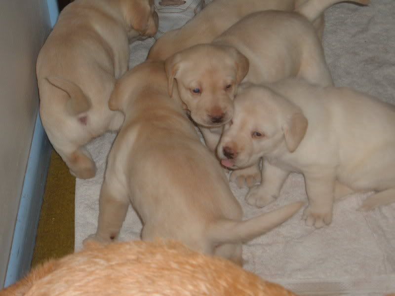 Puppies004.jpg