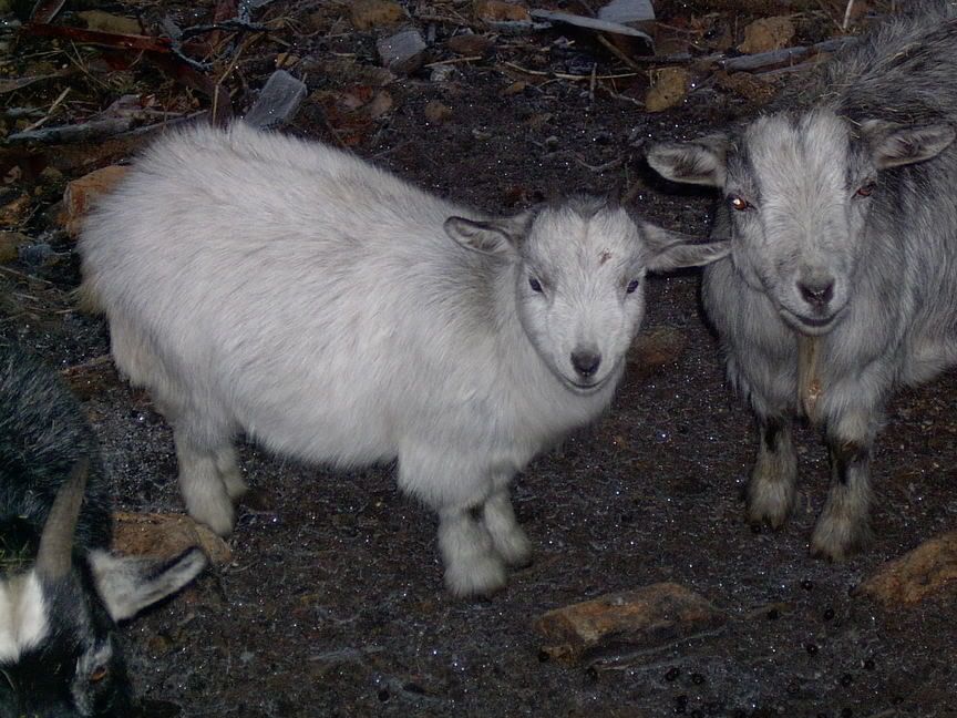 goats.jpg