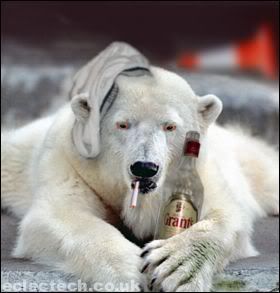 Drunk Polar Bear Pictures, Images and Photos