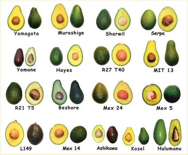 gambar buah avocado