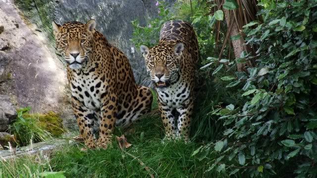 Big Cats Pictures, Images and Photos