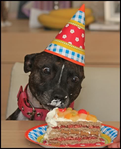 Afbeeldingsresultaat voor jarig hond