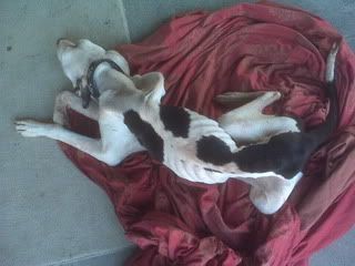 starved and left o die with 2 other dogs