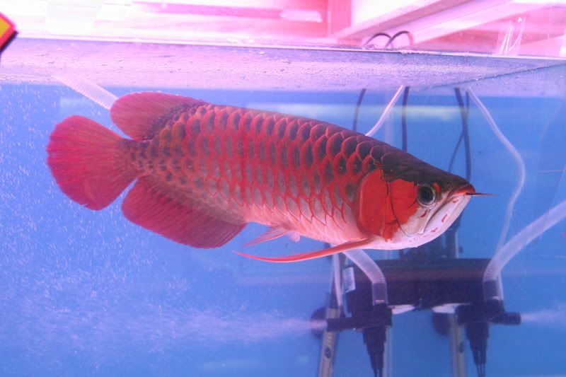 Big Arowana