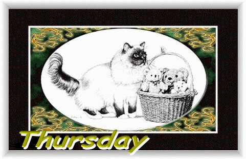 CatNTeddys-THURSDAY.gif