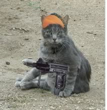 cat gun Pictures, Images and Photos
