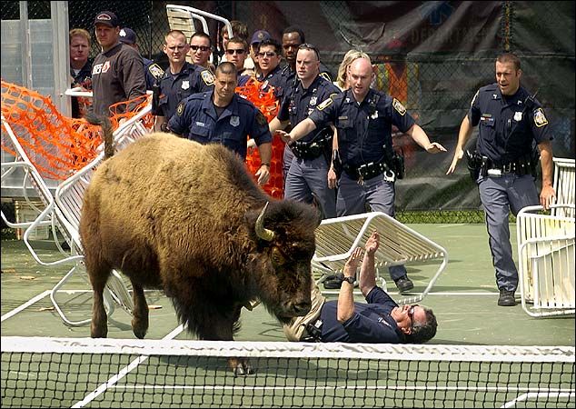 http://i43.photobucket.com/albums/e390/crappyassterd/bison-attack-tenniscourt.jpg