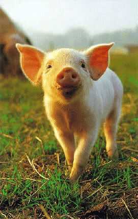 piglet Pictures, Images and Photos