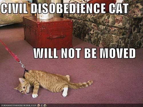 disobedientcat.jpg