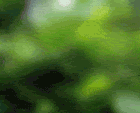 giraf.gif?t=1303247300