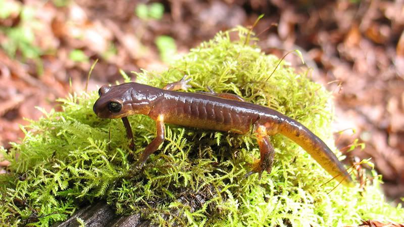 Ensatina1_top.jpg