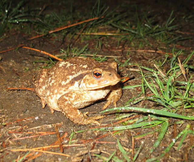 goodbufo.jpg