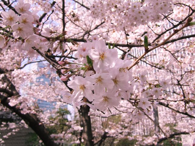 photo sak_042.jpg