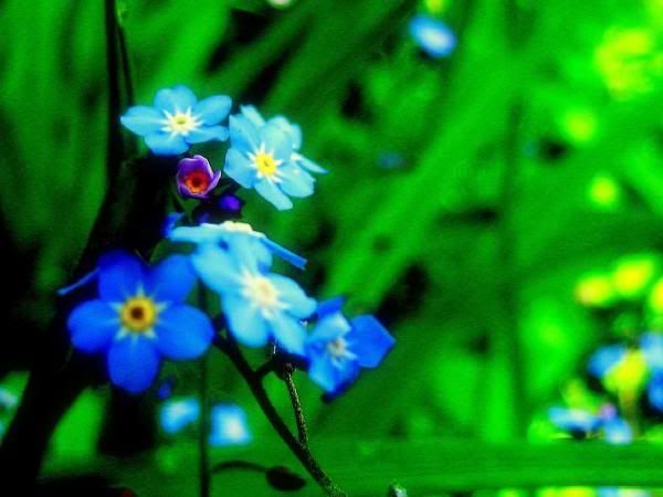 Blue Flowers Pictures, Images and Photos