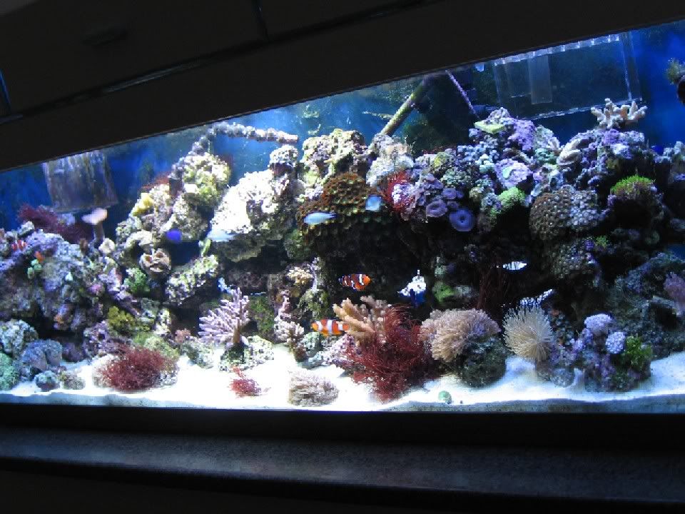 SaltWaterTank898.jpg