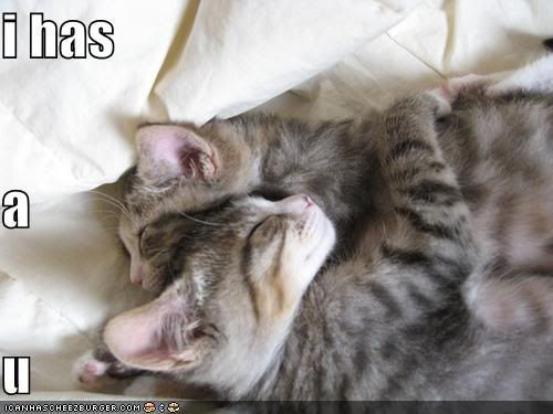 funny-pictures-hugging-cats.jpg