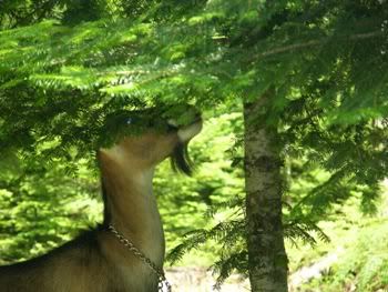 All Hail Her Royal Majesty! - Goats