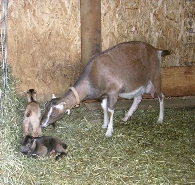 How do I deal with THIS?? - Goats