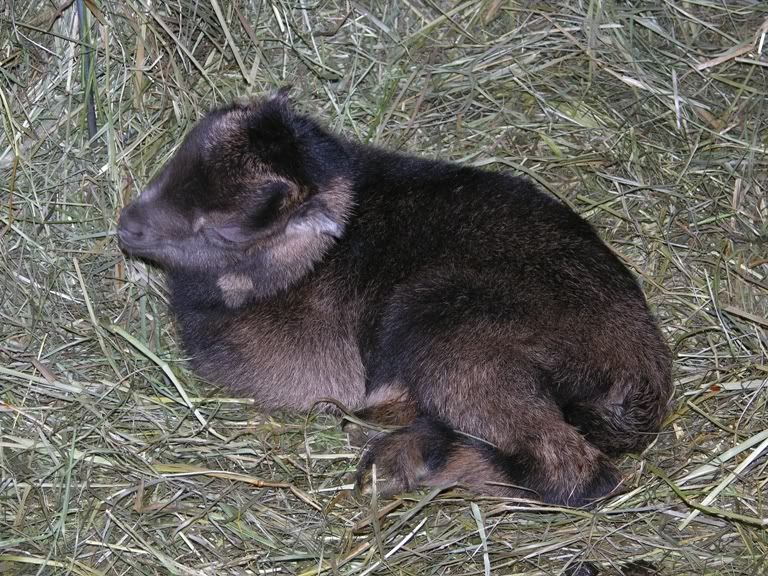 Update and new baby pics - Goats
