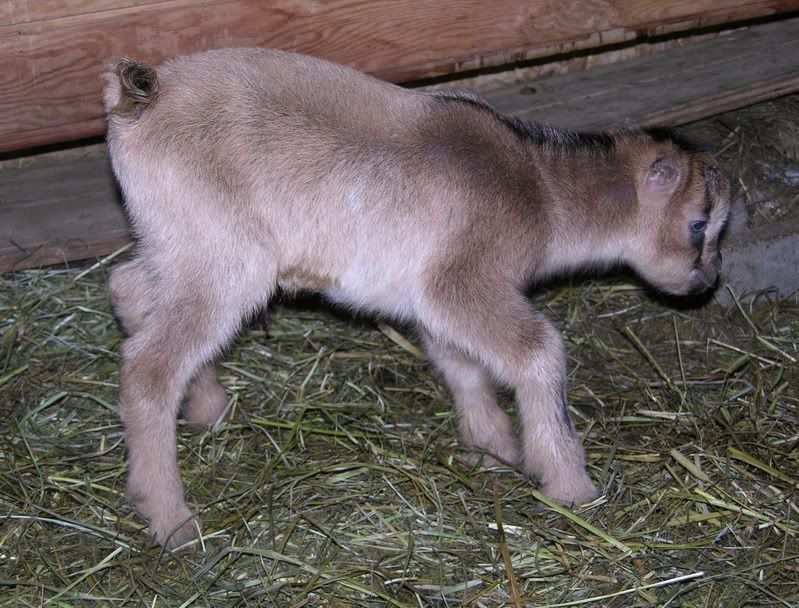 Update and new baby pics - Goats