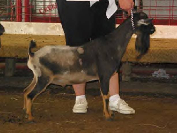 Nigerian Dwarf coat ? - Goats