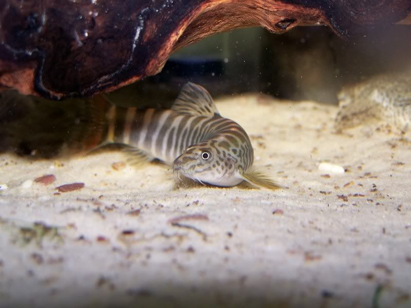 Tiger Loaches