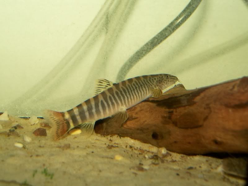 Tiger Loaches