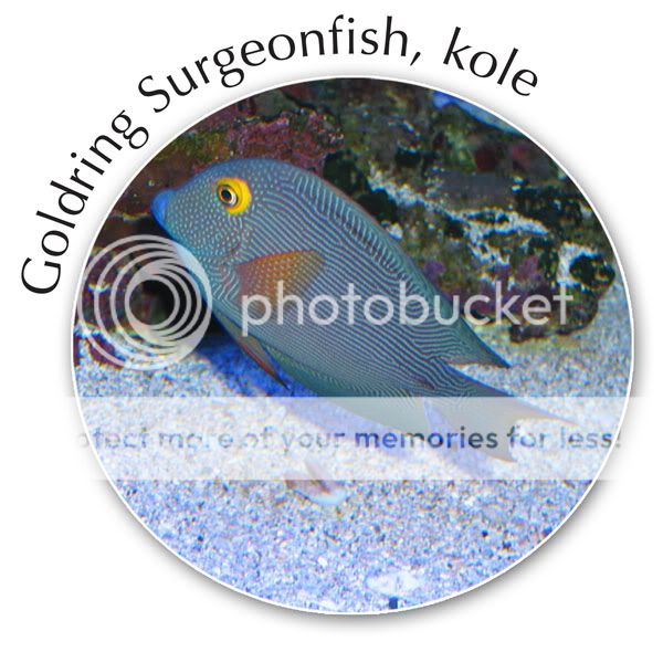 Goldring surgeonfish